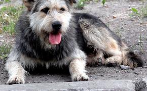 Суд в Хабаровском крае признал незаконным усыпление бездомных собак