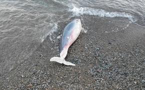 Облезлый дельфин выбросился на берег