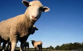 В Крыму семейная пара «угнала» 9 овец