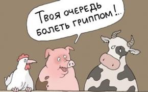 Грозит ли Крыму свиной грипп? ВИДЕО