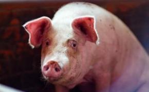 Сегодня в Крыму начнется массовое уничтожение свиней