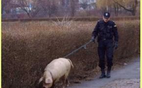 ФСБ и МВД выясняют, откуда взялась африканская чума свиней