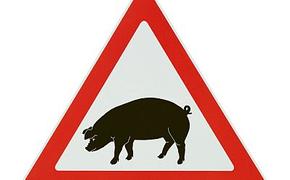 Ещё один очаг африканской чумы свиней выявлен в Пензе