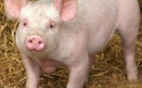 Крымчане получат 99 рублей за каждый килограмм убитых из-за АЧС свиней