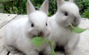 Свиней в Крыму могут заменить кролики и бараны