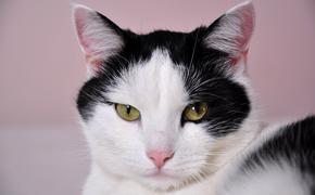 Новой звездой Интернета стала хмурая кошка из Японии ФОТО