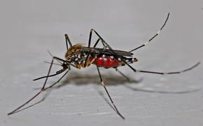 Эксперт рассказал, есть ли в Крыму комары, переносящие вирус Зика
