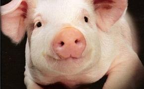 В Керчи побаиваются возобновлять продажу свинины