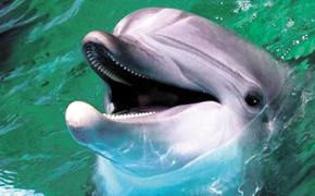 На службу призвали дельфинов-убийц