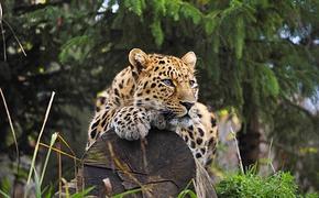 Леопардов будут разводить в Дагестане