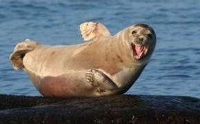 В ялтинском театре морских зверей «Акватория» погиб 500-килограмовый морской лев