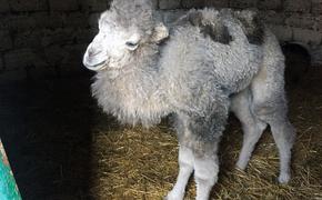 Родившегося 18 марта верблюжонка назвали в честь «воссоединения»