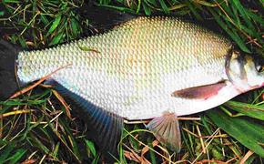 Есть первый миллион тонн рыбы