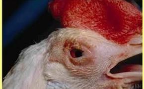 В Крыму к африканской чуме свиней прибавилась чума птиц