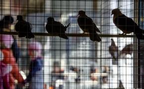 В Керчи из-за «чумы» отменили выставку птиц