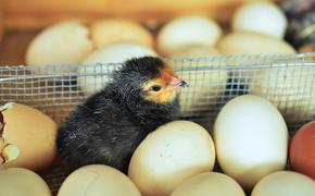 В Японии вывели кур, несущих гипоаллергенные яйца