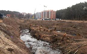 Виновным в вырубке деревьев в  Светлогорске грозит штраф до 3 млн рублей
