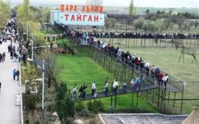 В Крыму тысячи  людей смогли увидеть   выпуск львов в парке  «Тайган»