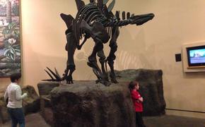 Музей с редкими скелетами динозавров сгорел в Дели