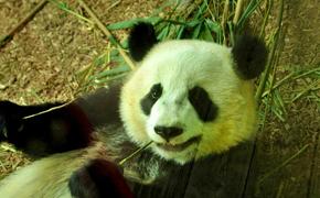 Первая в 2016 году большая панда появилась на свет в Китае