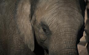 По одному из парков Санкт-Петербурга разгуливает слон