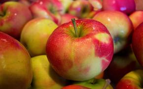 Десять тонн яблок из Польши не позволили ввезти в Россию