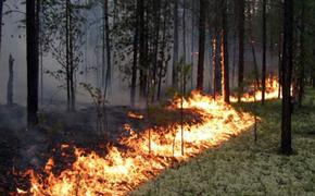 Вновь горят леса