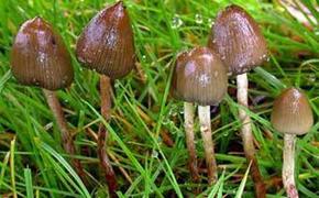 Ученые:  галлюциногенные грибы лечат депрессию