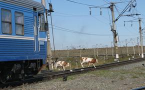 На железной дороге бродят бесхозные животные