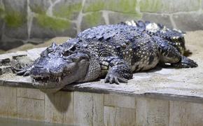 В Австралии крокодил утащил женщину в море
