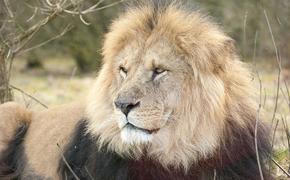 В индийском зоопарке мужчина прыгнул в вольер ко львам и остался жив (ВИДЕО)