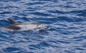 В Керчи истерзанный дельфин найден на пляже (ФОТО)