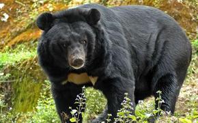 Сбежавший в Токсово гималайский медведь направился к зубропитомнику