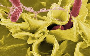 Бактерии, живущие в кишечнике, манипулируют мозгом человека