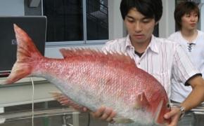В рыбе у берегов Японии обнаружена радиация
