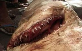 В Приморье акула-людоед напала на человека и откусила ему руки