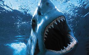 В Приморье закрыли штаб по поиску акулы