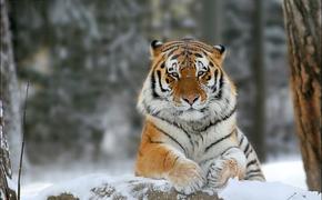 На севере Приморья тигр чувствует себя вольготно