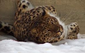 В Приморье замерзают экзотические животные