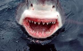Приморское лето-2012: ждите акул!