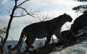 В Приморье все чаще дальневосточные леопарды попадают в фотокапканы