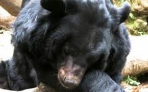 Обитателей приморского медвежьего питомника накормили персиками