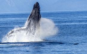 Сразу семьдесят китов погибли в Чили