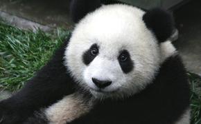 Ролик, на котором панда ест мороженое, взорвал интернет (ВИДЕО)