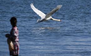 Поклонская возьмет под защиту "лебединое озеро" в Крыму