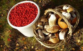 Минсельхоз может начать выдавать гранты на выращивание грибов и ягод