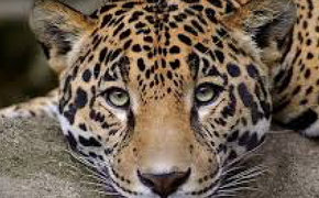 WWF Россия проела деньги переднеазиатских леопардов