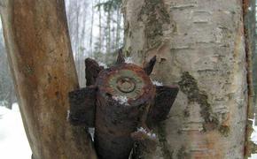 В Приморском районе Петербурга обнаружены залежи минометных мин