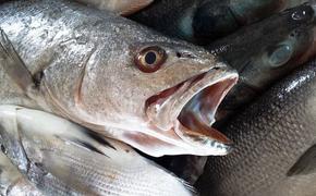Мор рыбы в Азовском море - это норма, утверждает эколог (ФОТО)