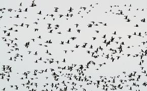 Самолет авиакомпании "Аэрофлот" столкнулся со стаей птиц